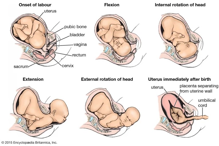 Vaginal Delivery